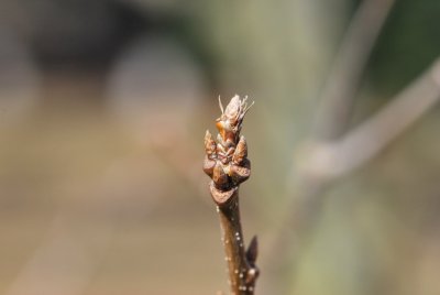 Quercus muehlenbergii - dub Muehlanbergův - pupeny